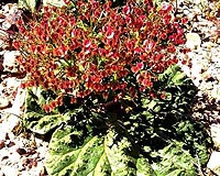 Desert Rhubarb - A Self-Irrigating Plant