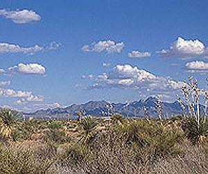 USDA Studies Confirm Plant Water Demands Shift with Water Availability