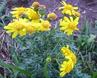 Weeds yet to reach their full potential as invaders