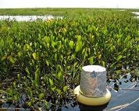 Global warming may increase methane emissions from freshwater ecosystems