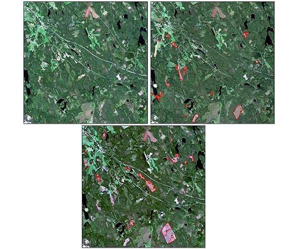 Satellite images provide up-to-date information on forest resources