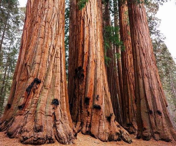 Helping or hindering? US scientists debate how to save giant sequoias