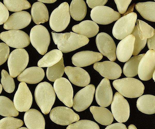EU's next food fight: regulating gene-edited crops