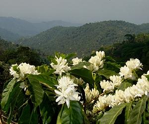 Shade-Coffee Farms Support Native Bees That Help Maintain Genetic Diversity