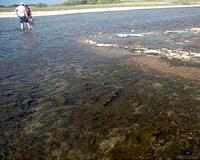 Lake Maracaibo: polluted by a permanent black tide