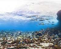 Deep reefs unlikely to save shallow coral reefs