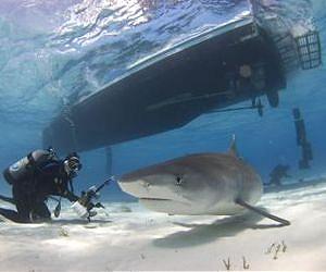 French move boosts shark sanctuaries