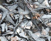 Tide turns for shark fin in China