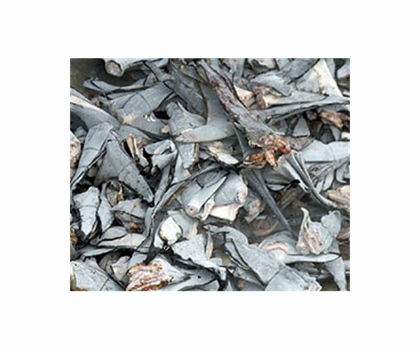 More than 3,000 shark fins confiscated in Colombia