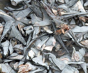 More than a million Atlantic sharks killed yearly: study