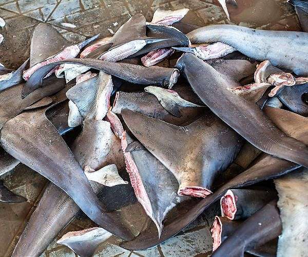 Fishing nations pledge shark, ray protection