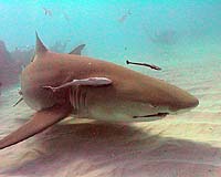 Human Deaths From Shark Attacks Hit 20-Year Low Last Year