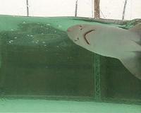 Sharks in acidic waters avoid smell of food