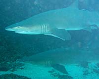 Atlantic sharks at risk as fishing bites: study