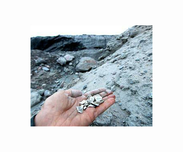 North Sea shell survey brings out volunteers