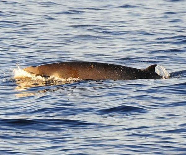Carcasses reveal movement, feeding patterns of Sowerby's beaked whales