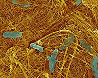 Nanotube-Producing Bacteria Show Manufacturing Promise