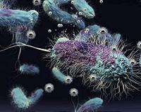 Lithium battery catalyst found to harm key soil microorganism