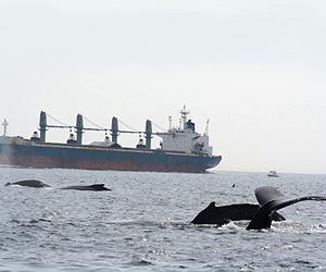 Whales closer to us than thought, say scientists