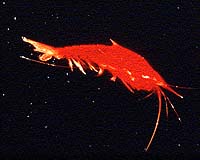 Tourist faeces 'killed off rare Ayers Rock shrimp': report