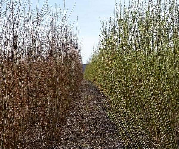 Shrub willow as a bioenergy crop
