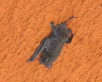 Bat Hung Onto Shuttle During Liftoff