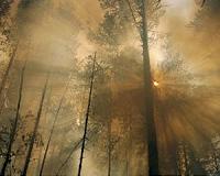 Russian Arctic sets 'fantastical' heat records: weather chief