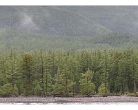 World nears 2020 goal of restoring degraded forests