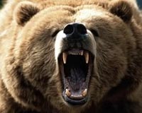 On the march: As polar bears retreat, grizzlies take new territory