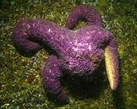 Sea star death triggers ecological domino effect