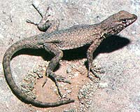 Warmer Environment Means Shorter Lives For Cold-Blooded Animals
