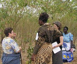 Malawi's bountiful harvests and healthier children