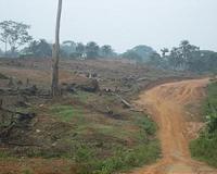 CCTV in the sky helping farmers fight back against illegal loggers