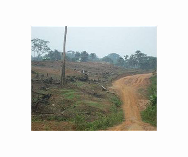 Villagers step up to halt Sierra Leone deforestation