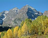 Aggressive conifer removal benefits Sierra aspen