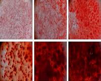 Scientists consider building cities of the future out of bone