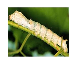 Hybrid silkworms spin stronger spider silk