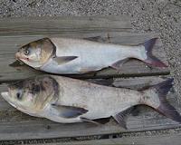CO2 keeps even small fry invasive carp at bay