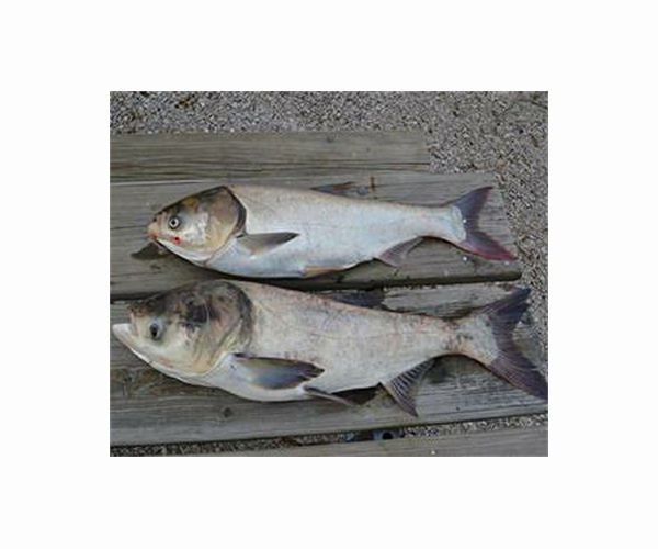 Australian carp virus plan 'dead in the water'