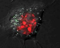 A spoonful of sugar in silver nanoparticles to regulate their toxicity