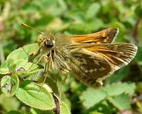 The Role Of Habitat For Species Responding To Climate Change
