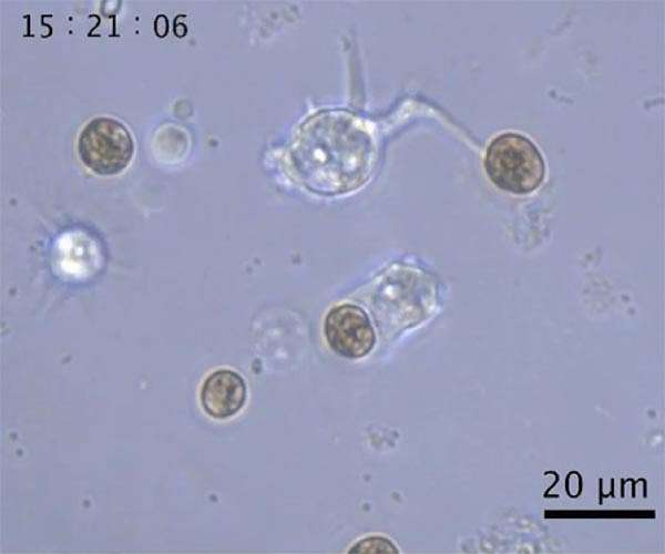 Coral cells seen engulfing algae for first time
