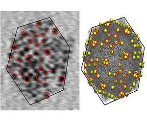 Gold nanoparticles help to develop a new method for tracking viruses