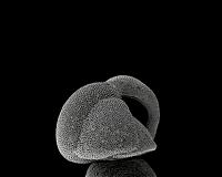 Fossils provide evidence of environmental impacts on species numbers