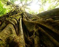Want to know where threatened species live? Look to the clouds
