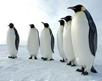 Climate change causes winners and losers in penguins