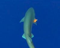 Biologists name new deep-sea shark species after 30 years of research