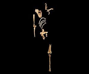 3.6 million-year-old 'Lucy' relative found