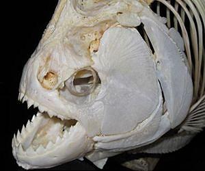 Piranha kin wielded dental weaponry even T. rex would have admired