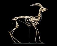 How speed restricts evolutionary change of the vertebral column